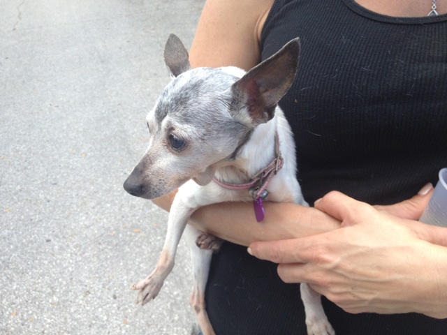 Carrollwood South's 1st Annual Block Party